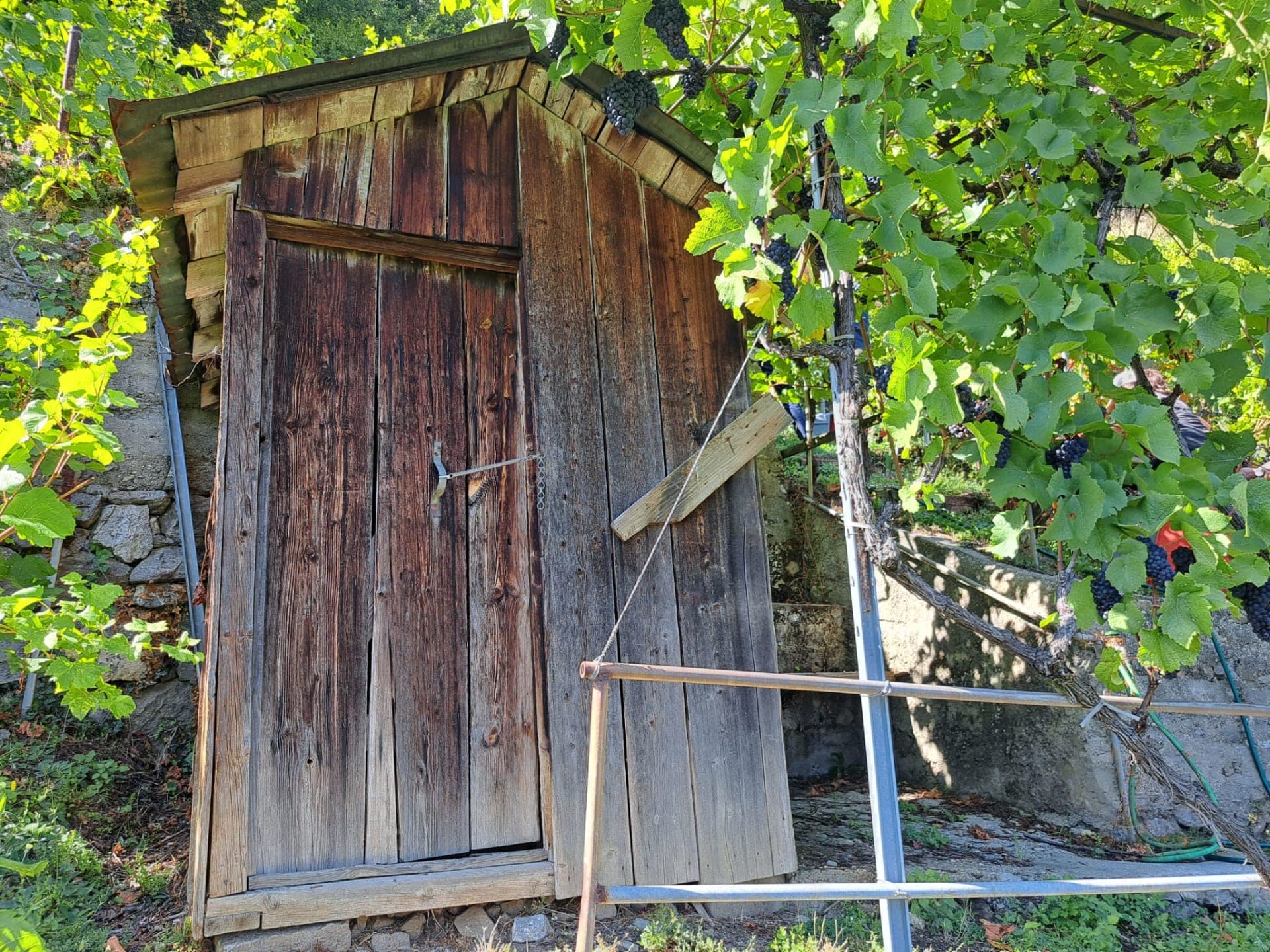 Passeggiata gastronomica nel vigneto del Bonheur – degustazione di 9 vini
