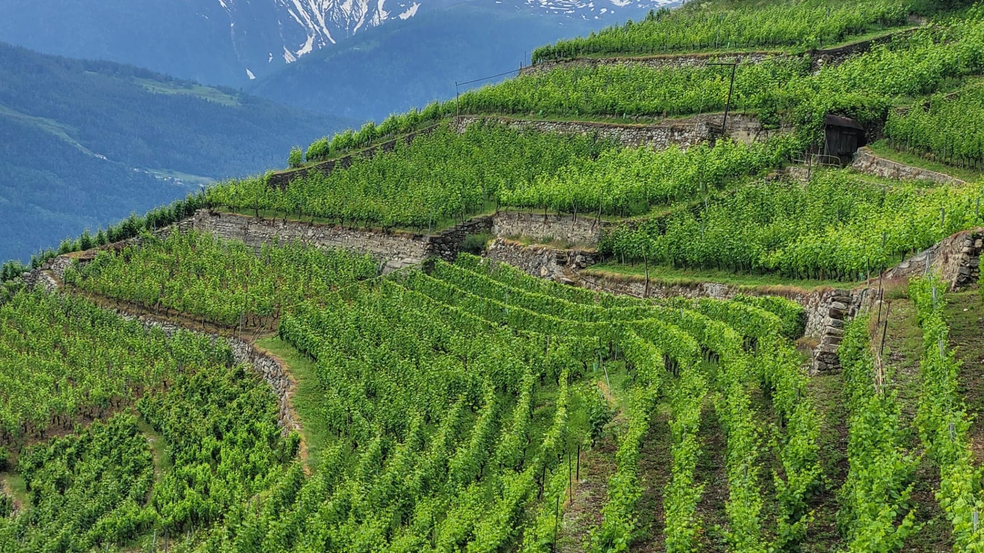 Vollständige Besichtigung des Terroirs und der Anlagen